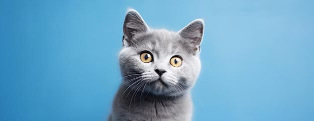 Veterinary Care & Services Faqs