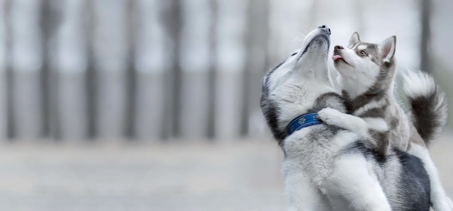 Diagnostic Veterinary Lab